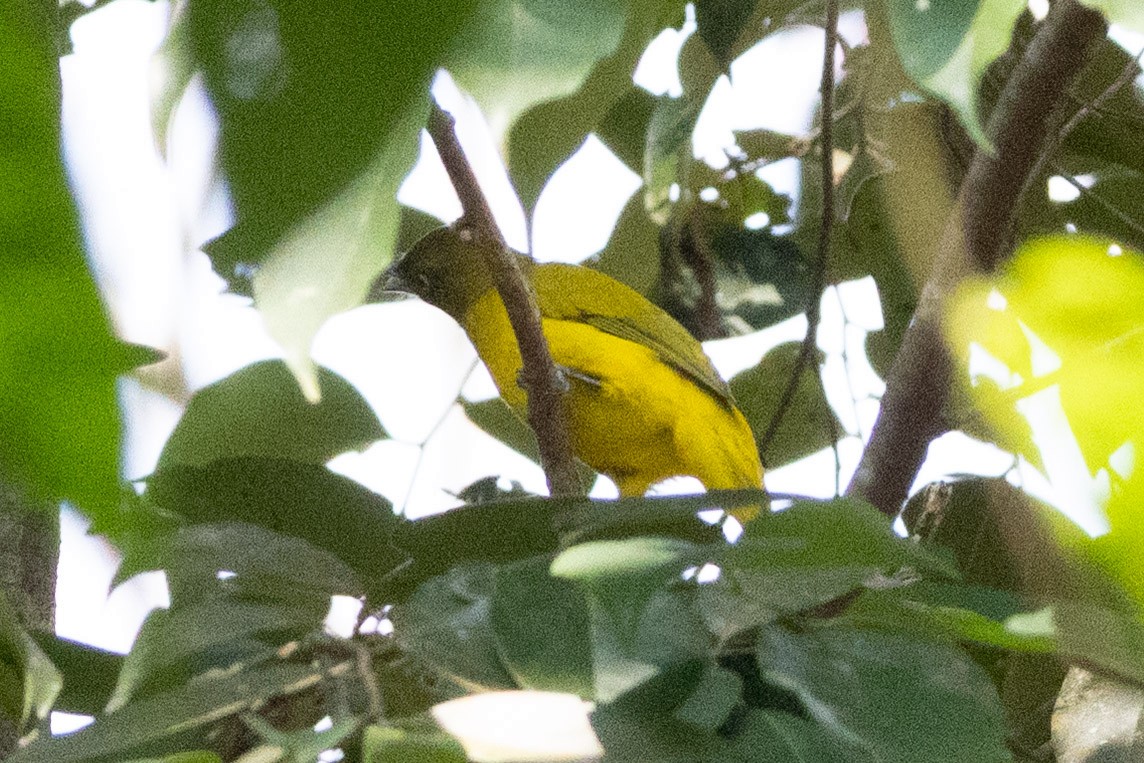 Andaman Bulbul - ML652903287