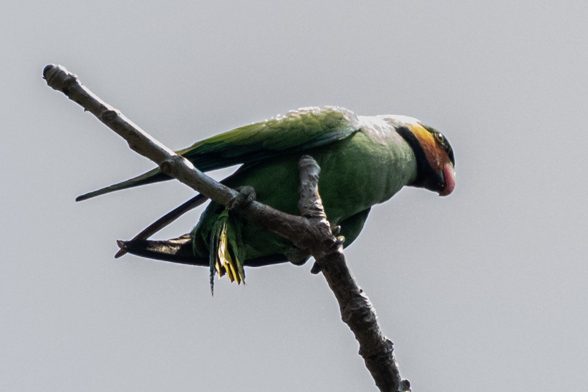 Long-tailed Parakeet - ML652903289