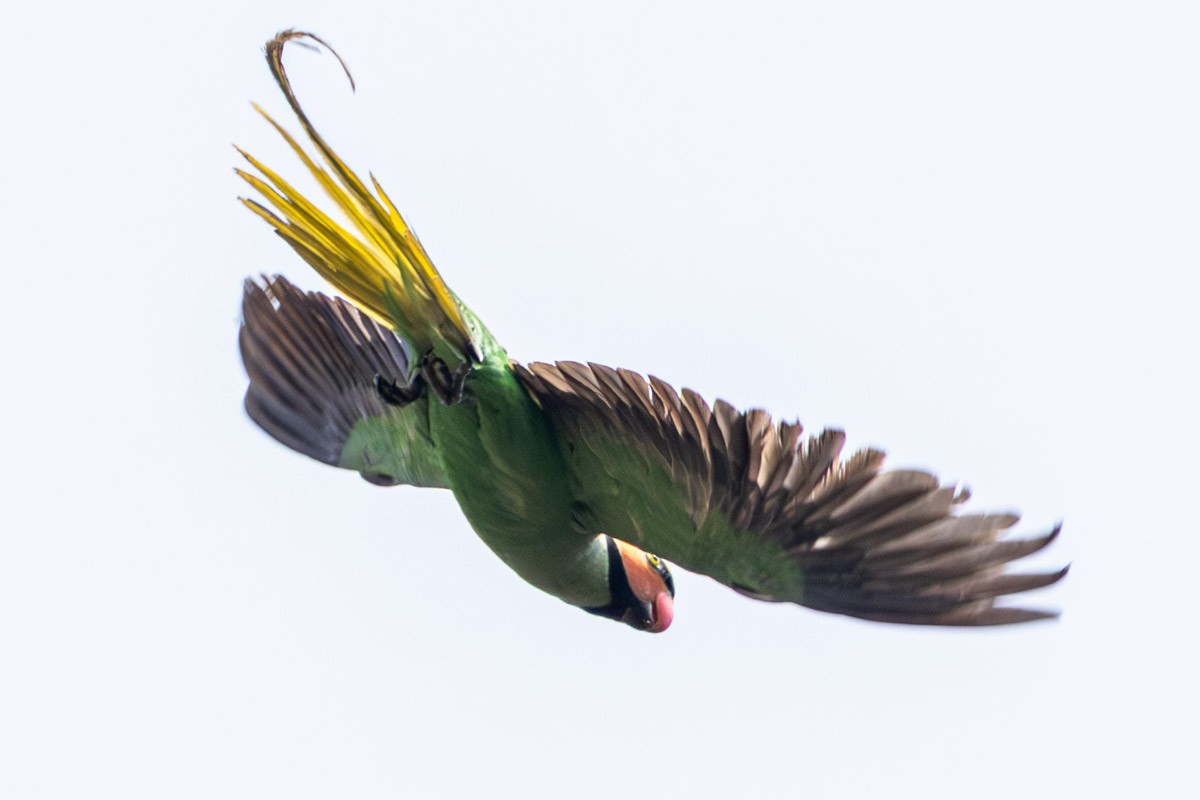 Long-tailed Parakeet - ML652903290
