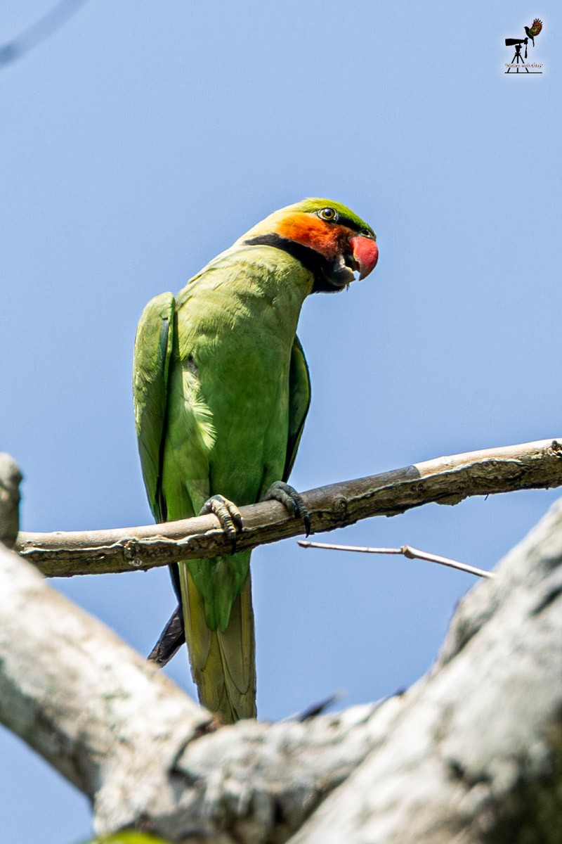 Long-tailed Parakeet - ML652903291