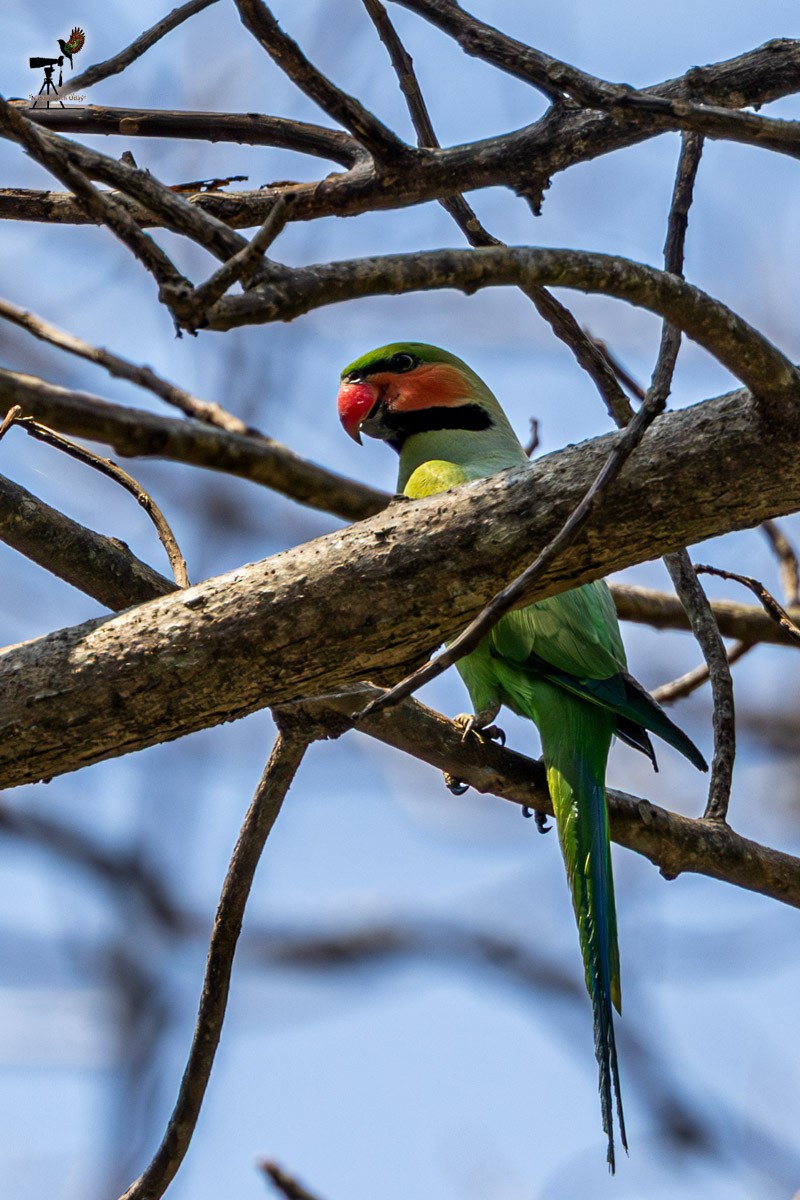 Long-tailed Parakeet - ML652903292