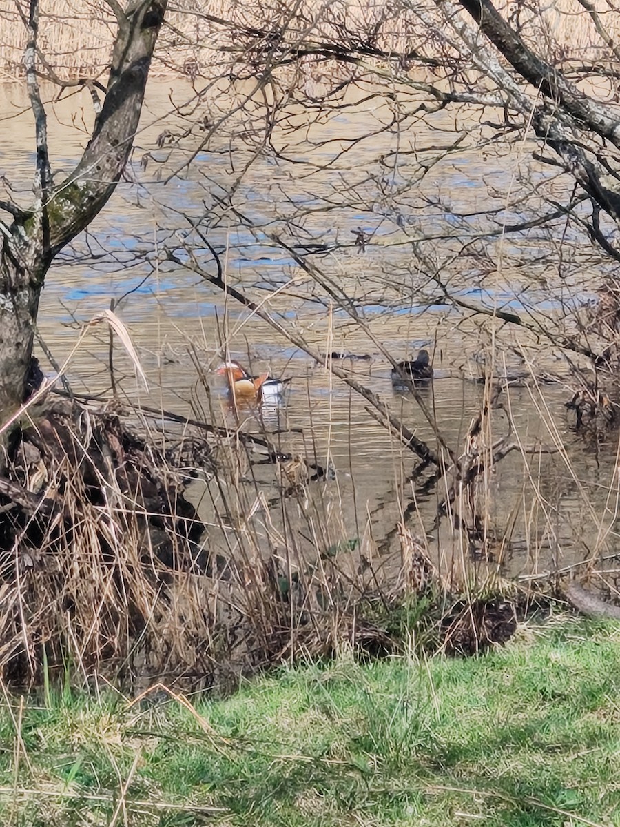 Мандаринка - ML652903293