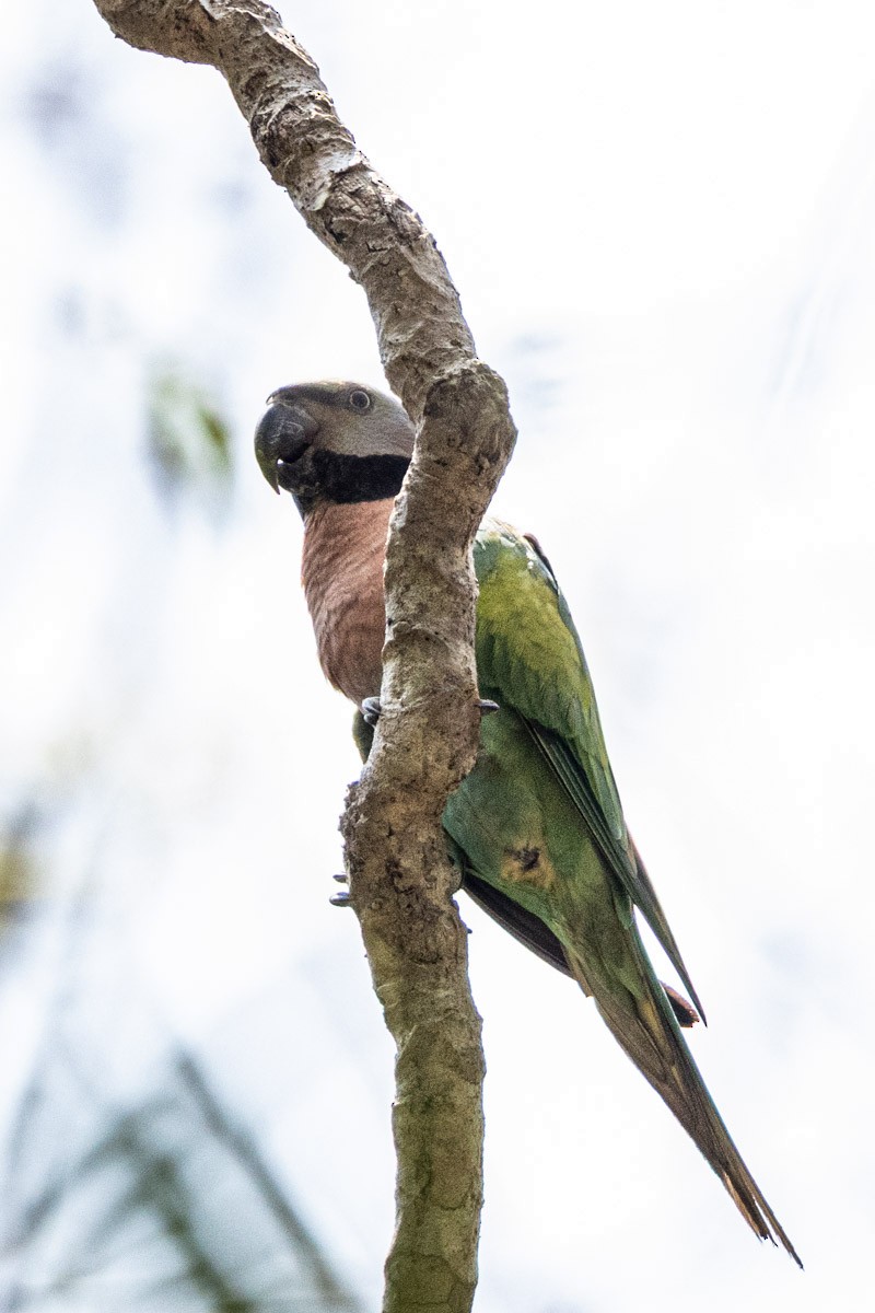 Red-breasted Parakeet - ML652903295
