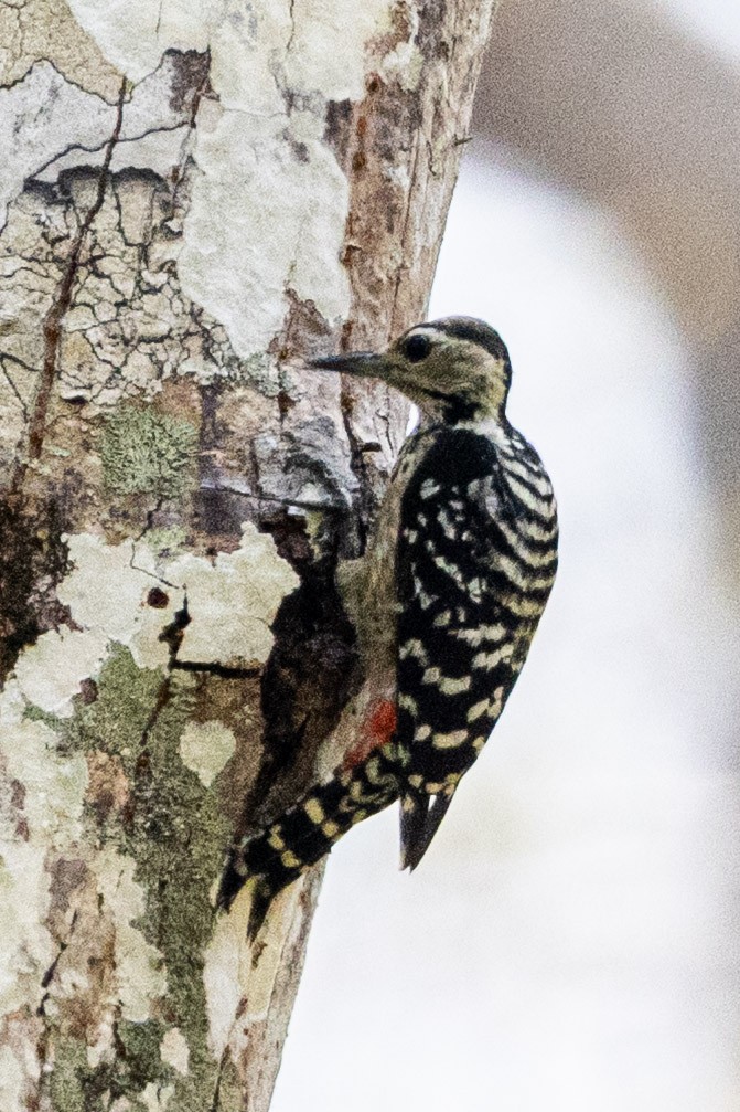 Freckle-breasted Woodpecker - ML652903298