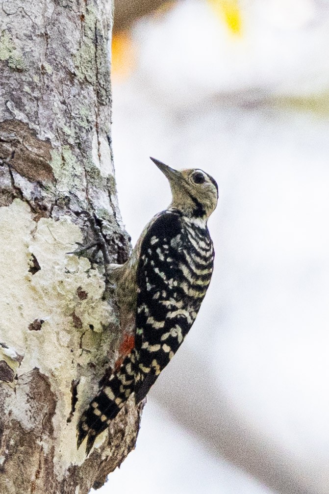 Freckle-breasted Woodpecker - ML652903299