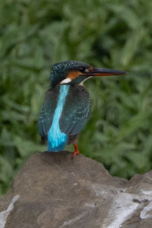 Common Kingfisher - ML652903403