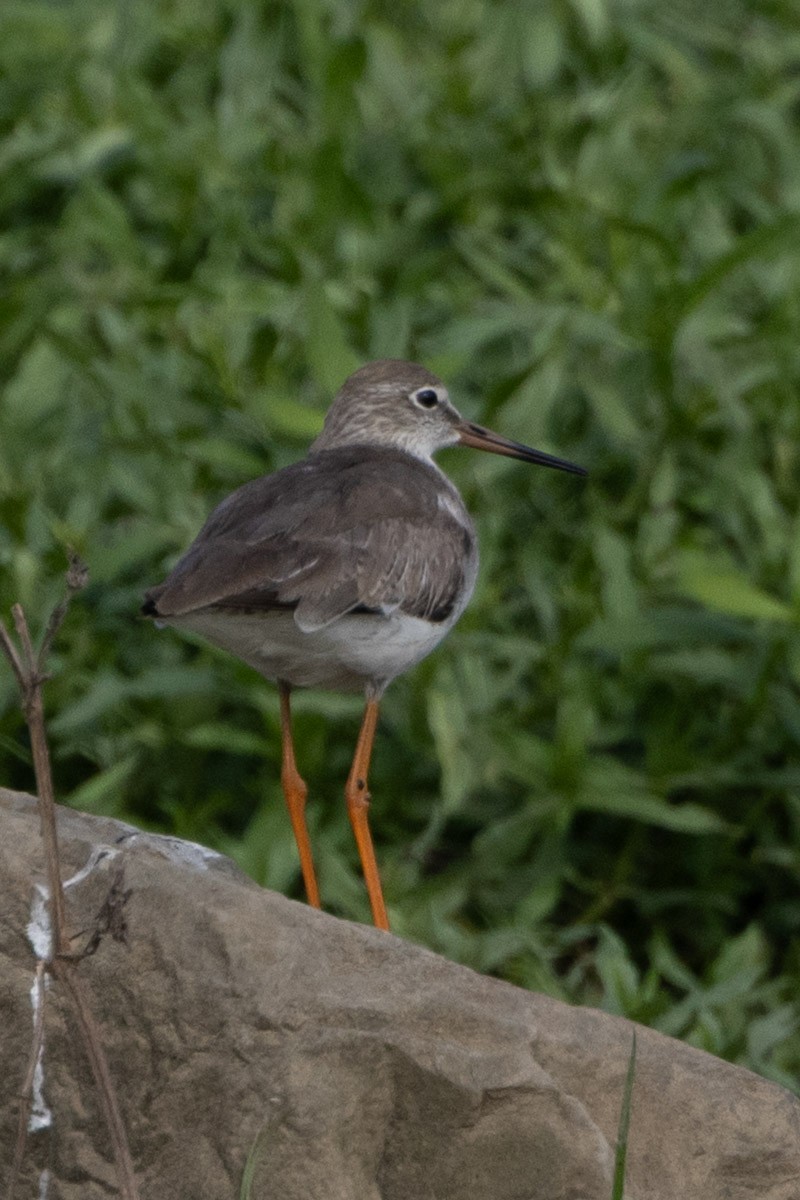 Common Redshank - ML652903411