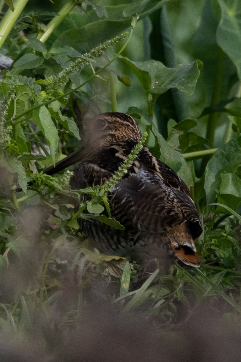 Pin-tailed Snipe - ML652903420
