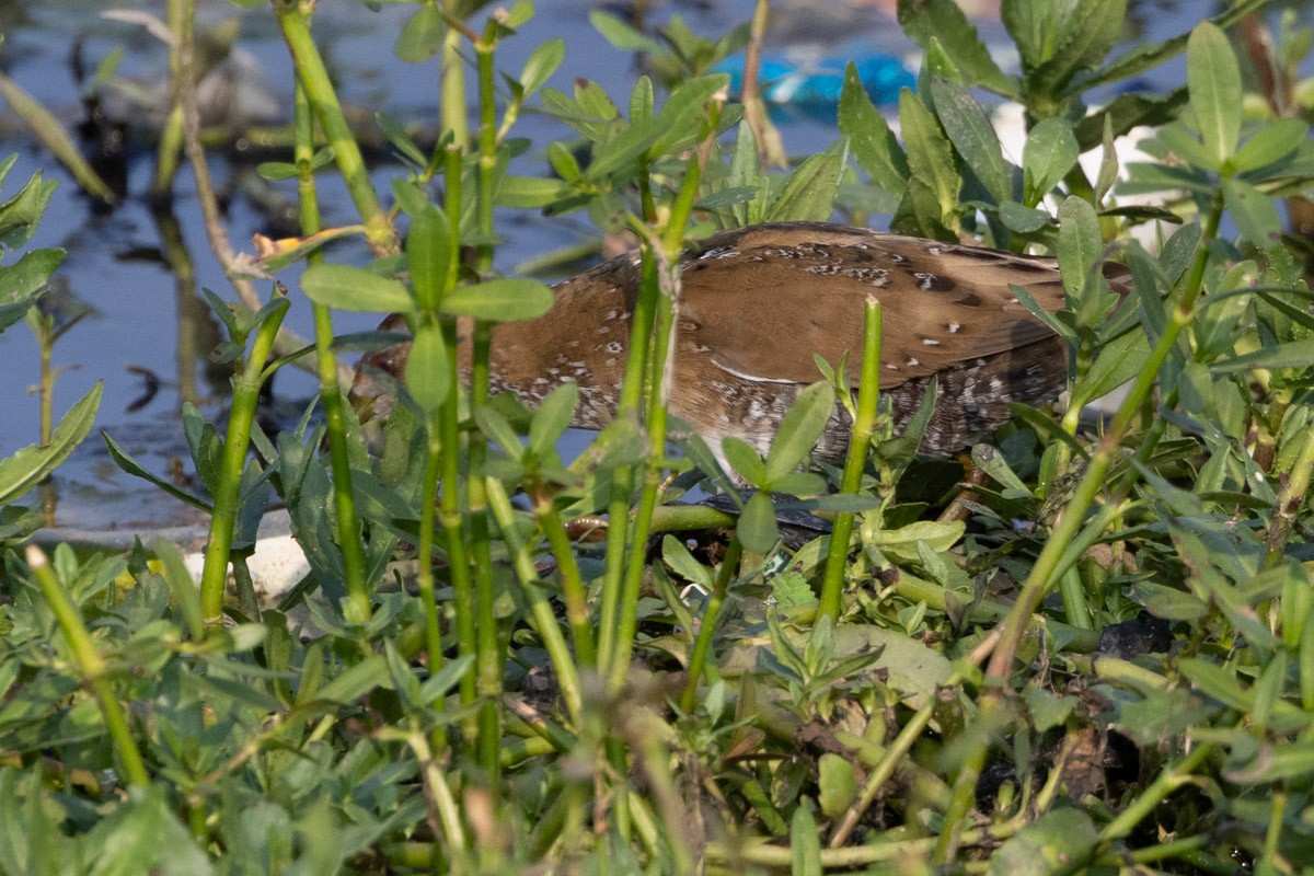 Baillon's Crake - ML652903428