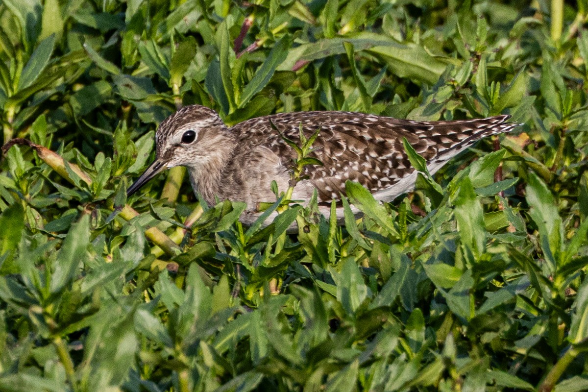 Wood Sandpiper - ML652903435