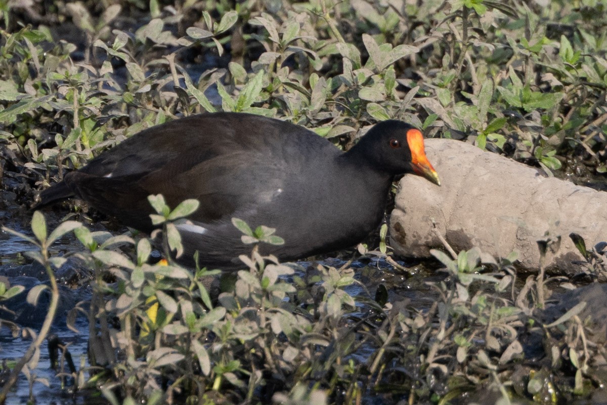 Eurasian Moorhen - ML652903440