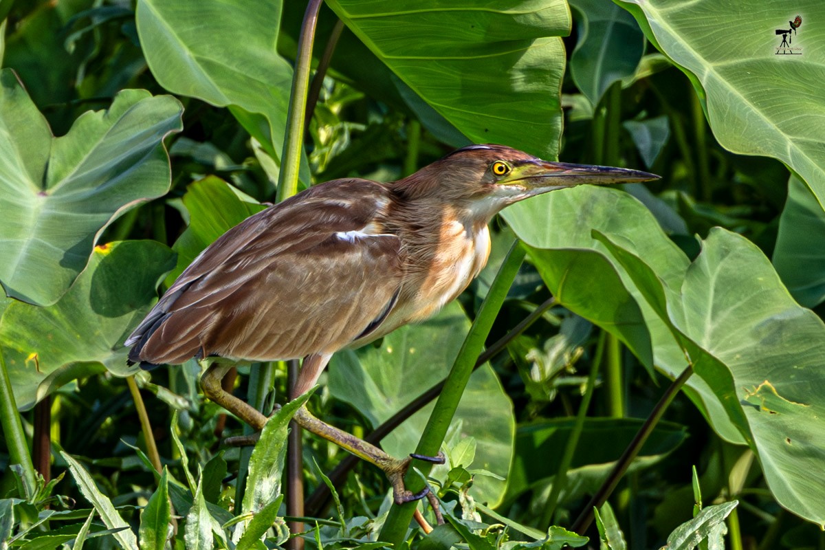 Yellow Bittern - ML652903456