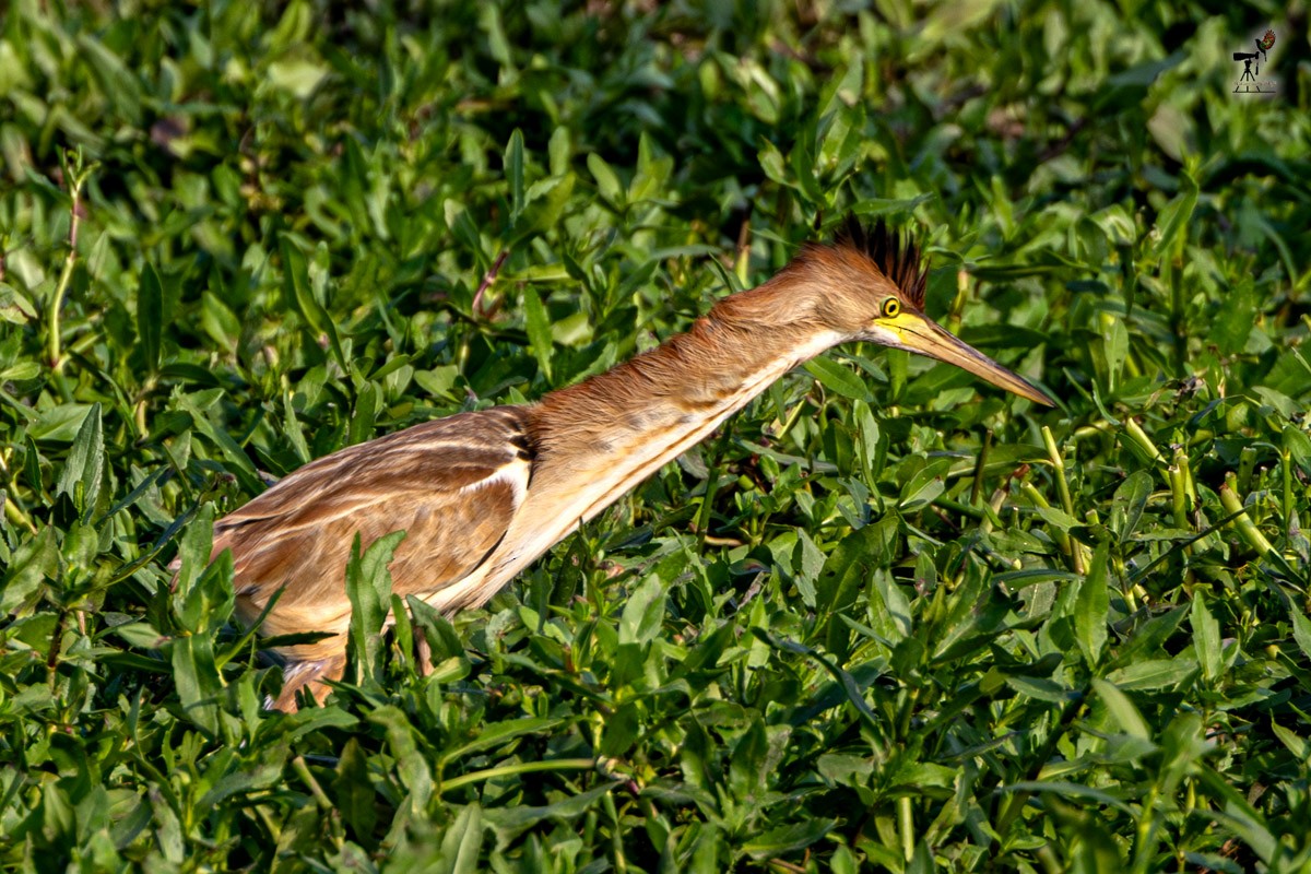 Yellow Bittern - ML652903457