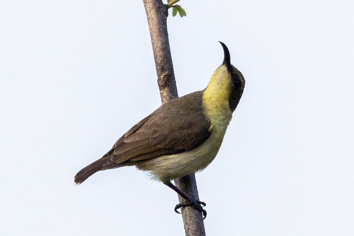 Ornate Sunbird - ML652903473