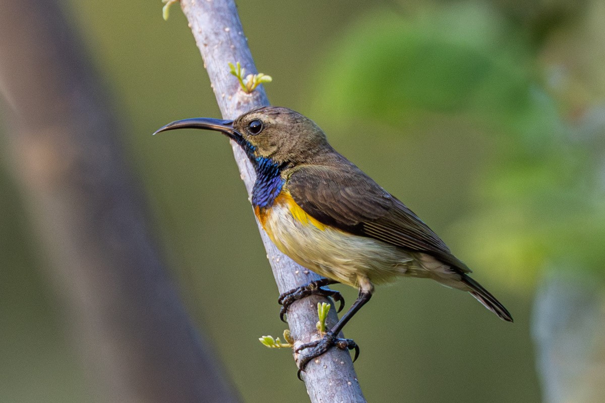 Ornate Sunbird - ML652903474