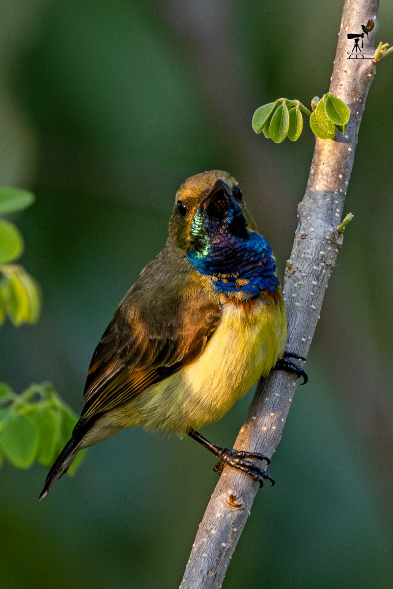 Ornate Sunbird - ML652903475
