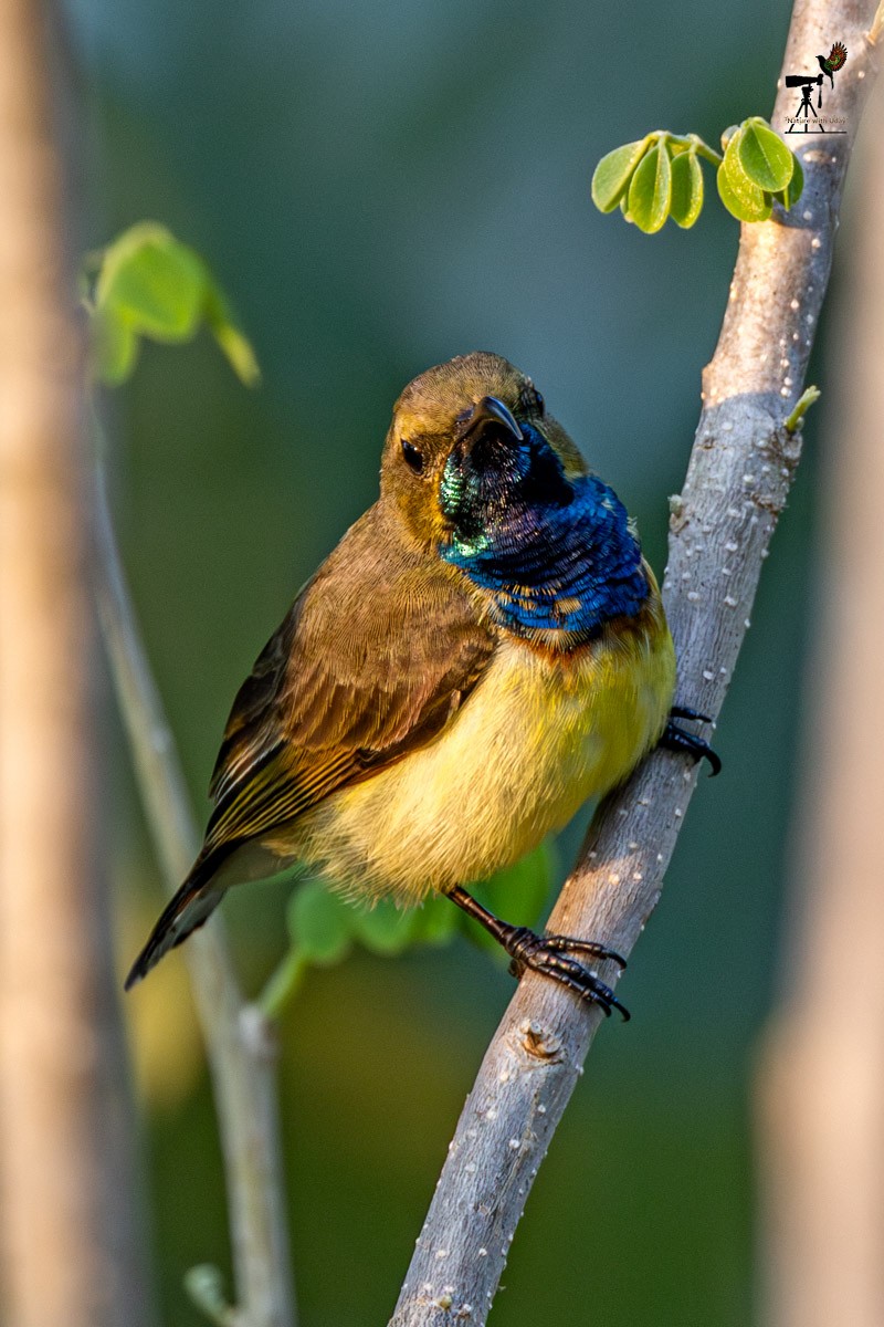 Ornate Sunbird - ML652903476