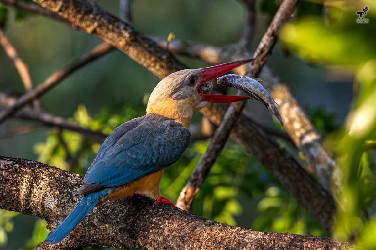 Stork-billed Kingfisher - ML652903483