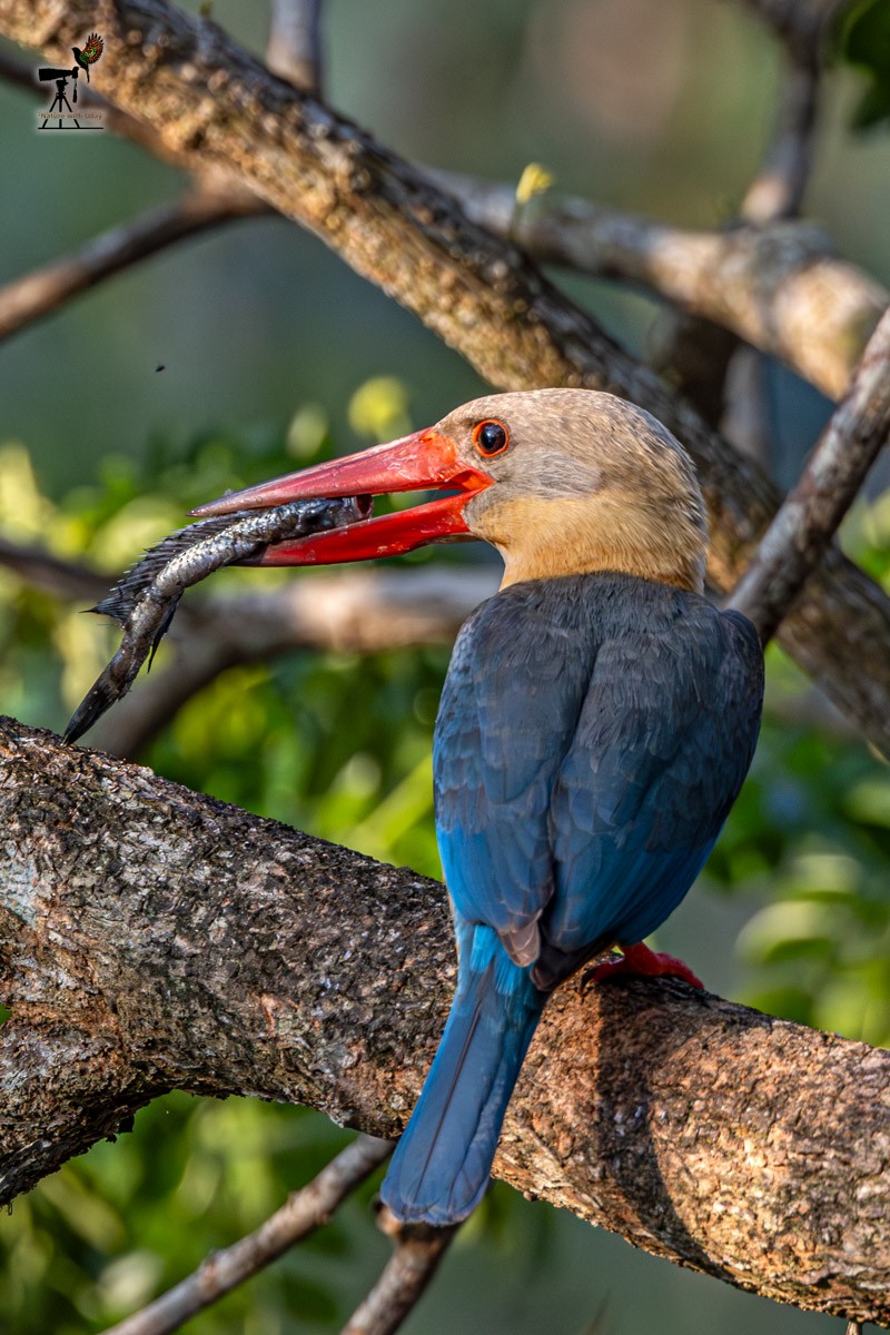 Stork-billed Kingfisher - ML652903484