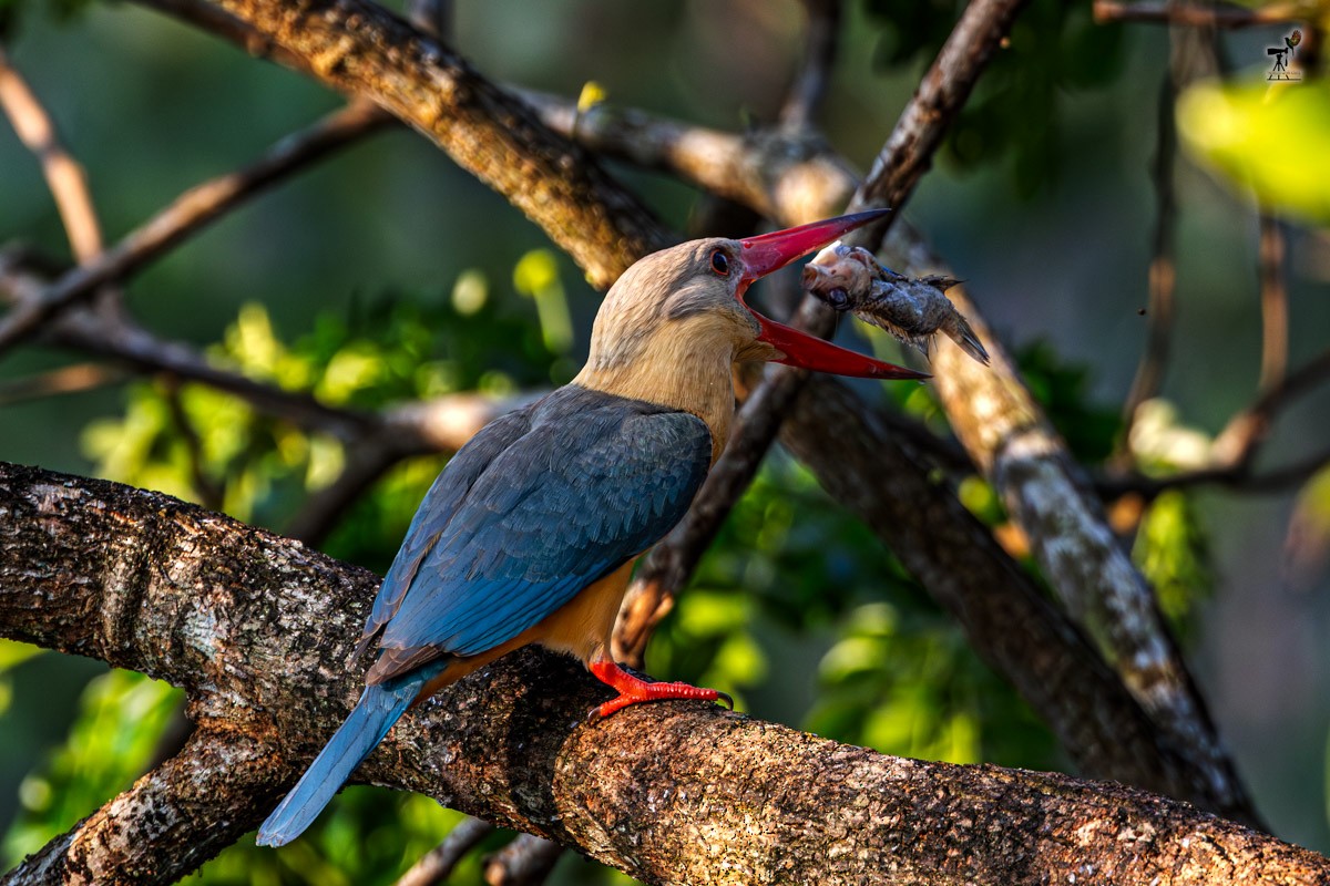 Stork-billed Kingfisher - ML652903485