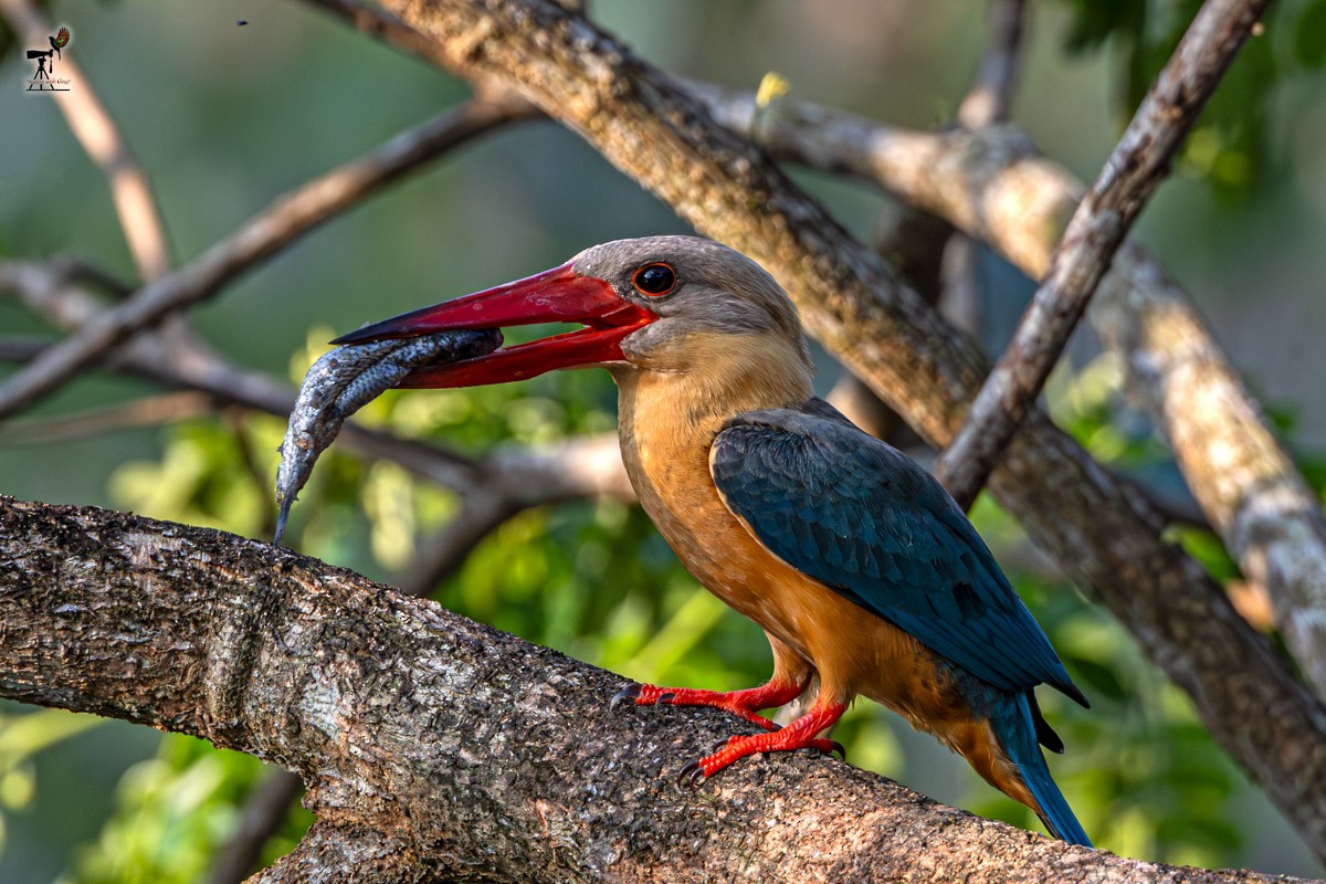 Stork-billed Kingfisher - ML652903486