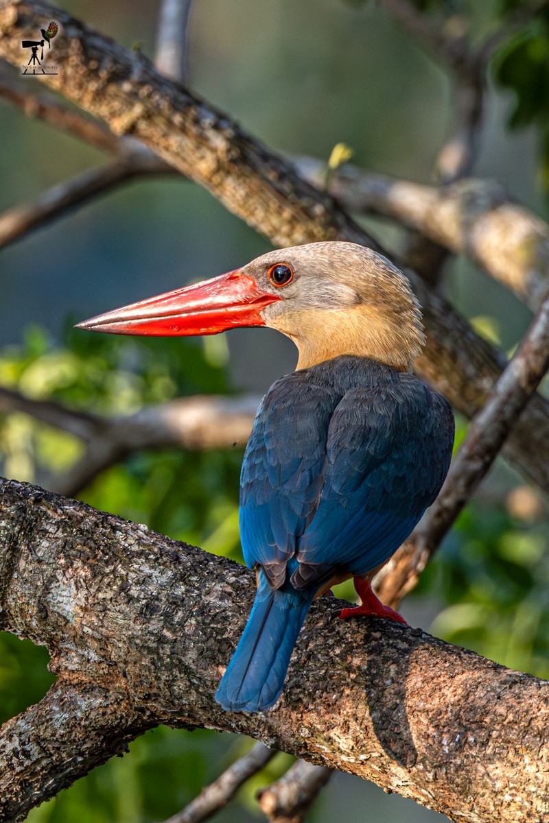 Stork-billed Kingfisher - ML652903487