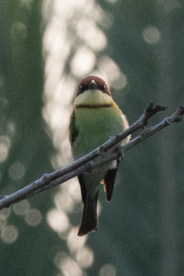 Chestnut-headed Bee-eater - ML652903502