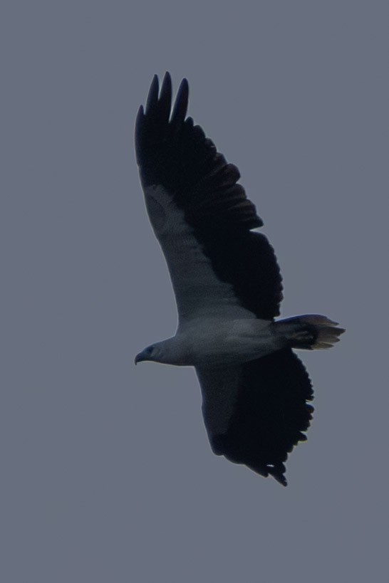 White-bellied Sea-Eagle - ML652903504