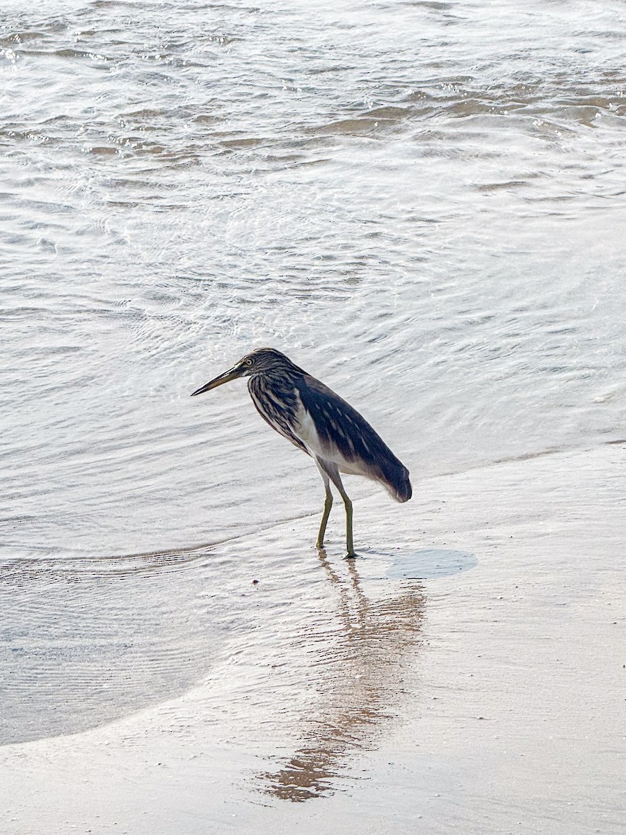 Crabier de Gray - ML652903510