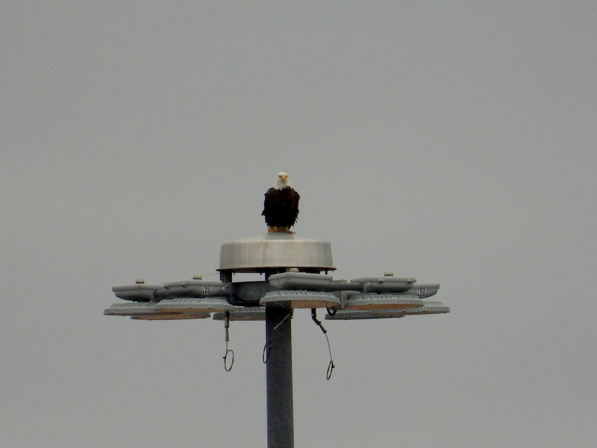 Weißkopf-Seeadler - ML652903538