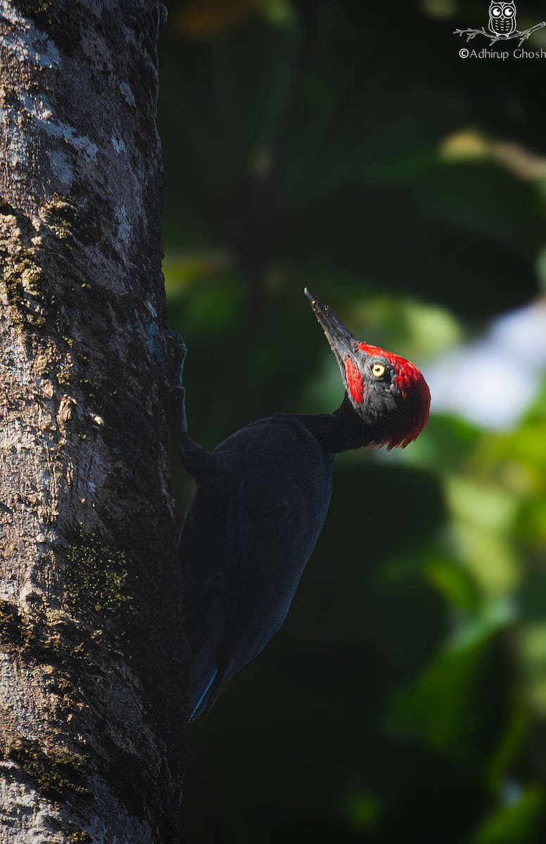 Andaman Woodpecker - ML652903561