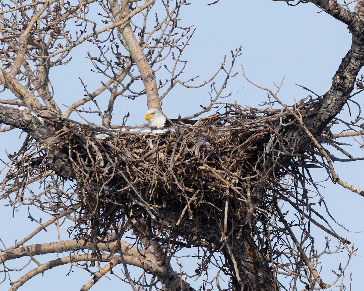 Weißkopf-Seeadler - ML652903750