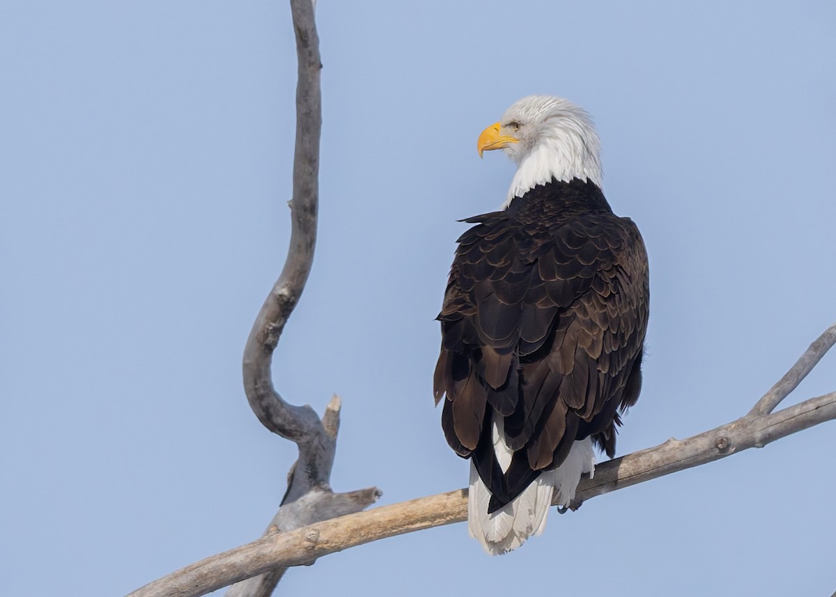 Weißkopf-Seeadler - ML652903751