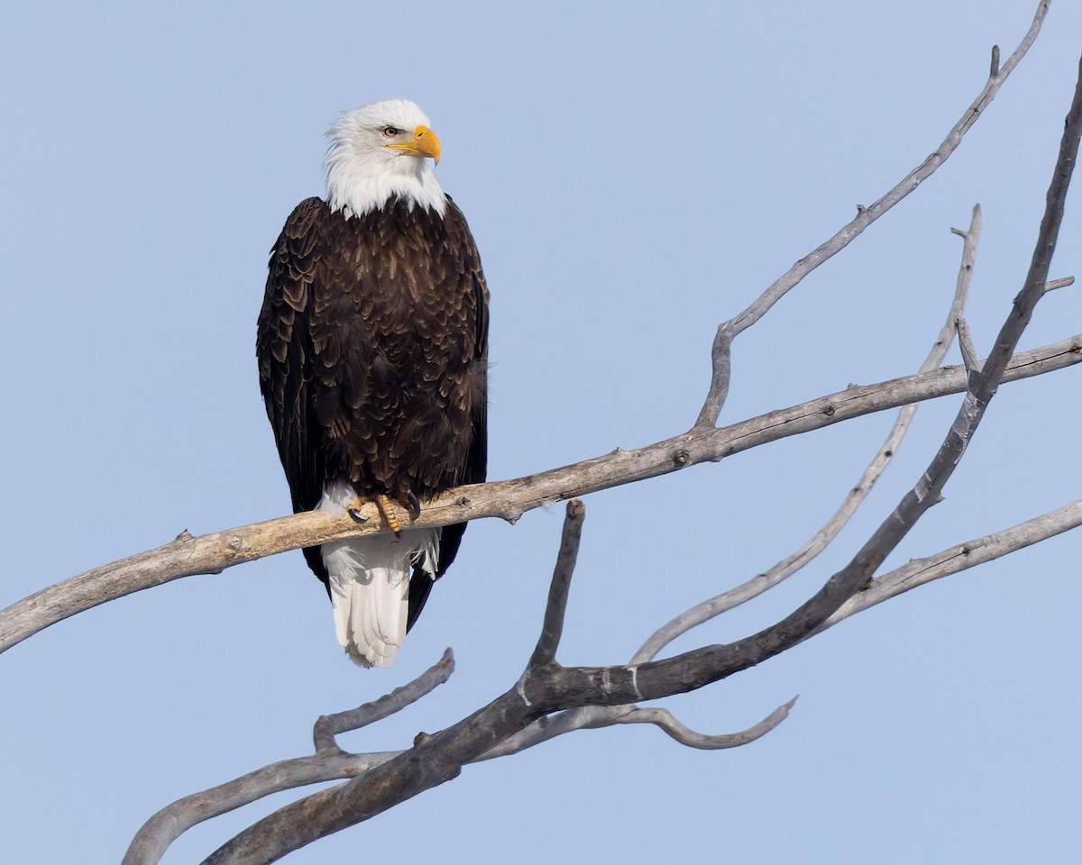 Weißkopf-Seeadler - ML652904027