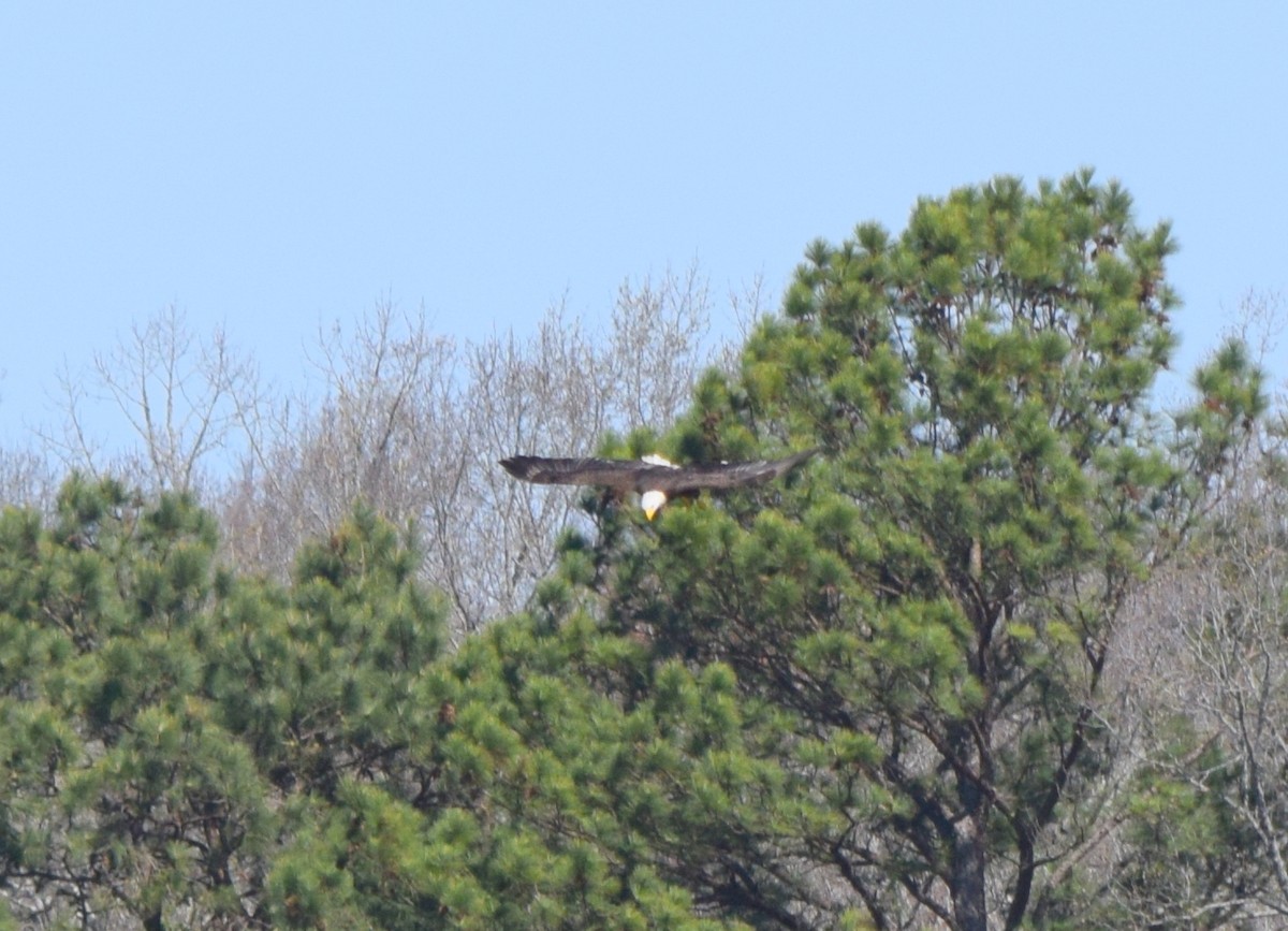 Weißkopf-Seeadler - ML652904048