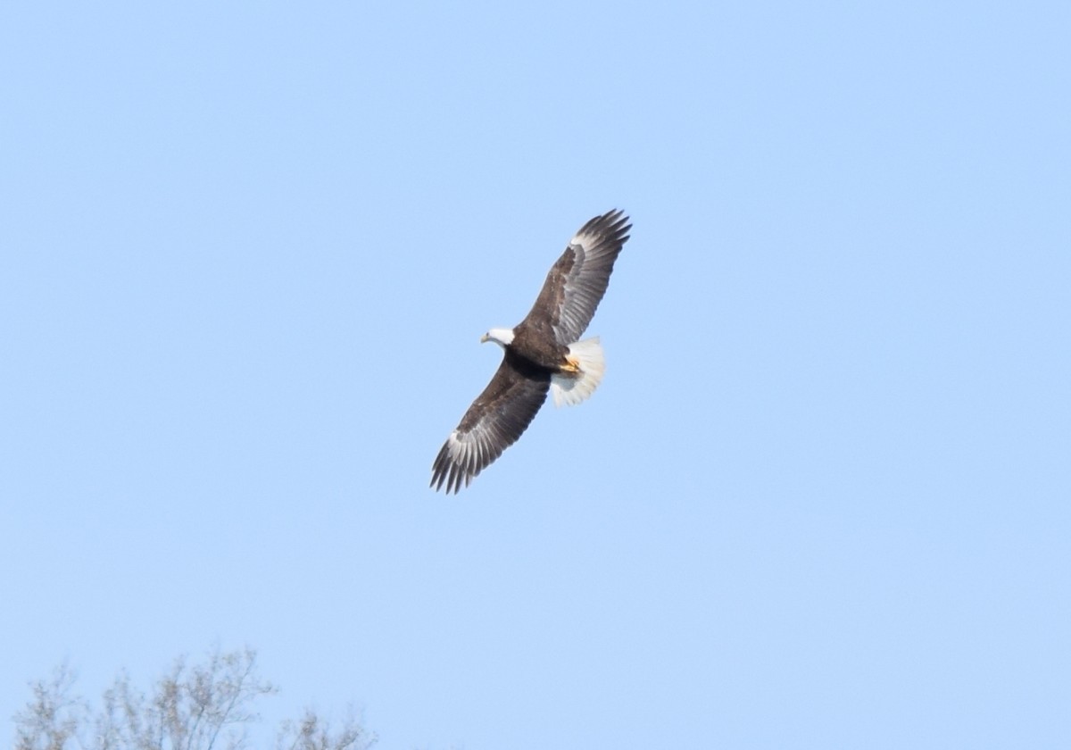 Weißkopf-Seeadler - ML652904059