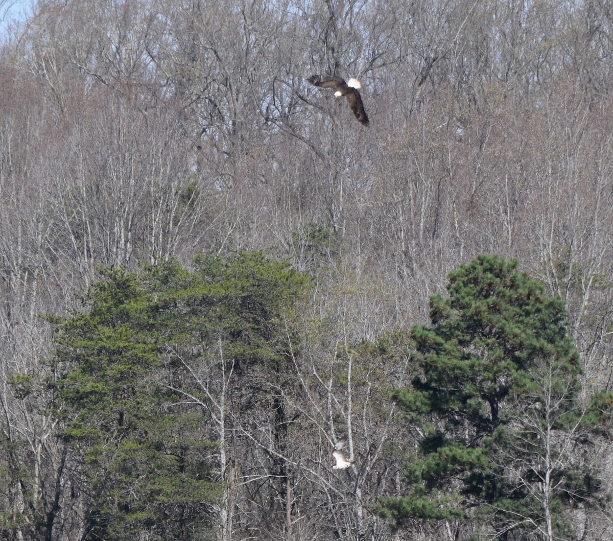 Weißkopf-Seeadler - ML652904060