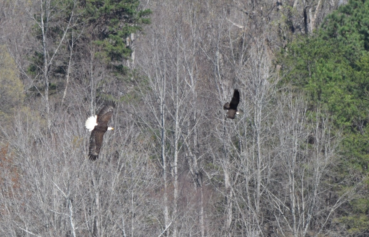 Weißkopf-Seeadler - ML652904077