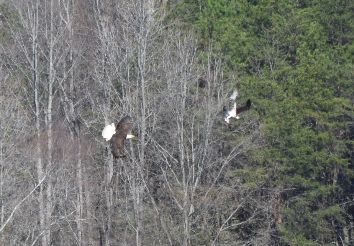 Weißkopf-Seeadler - ML652904103
