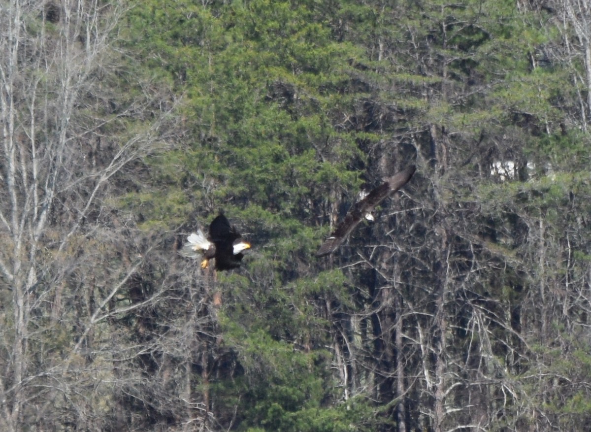 Weißkopf-Seeadler - ML652904134