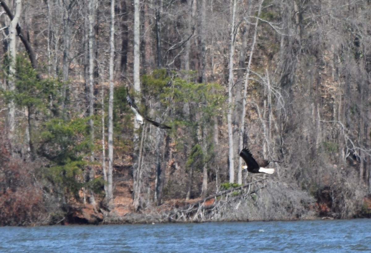 Weißkopf-Seeadler - ML652904157