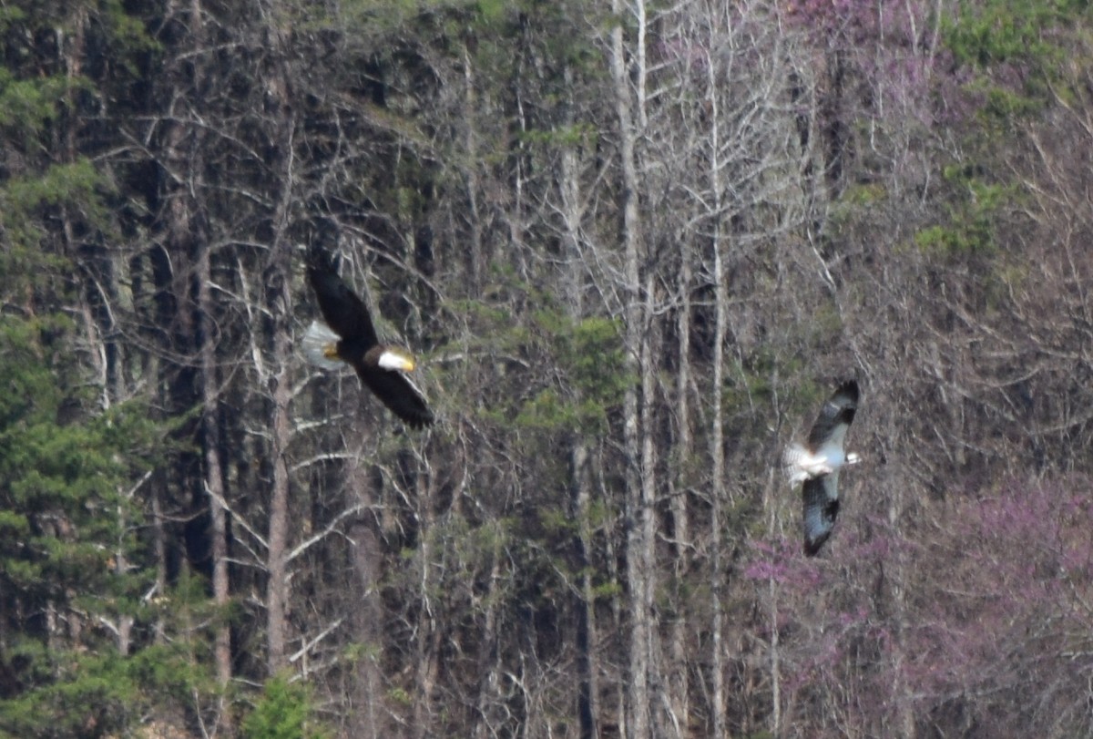 Weißkopf-Seeadler - ML652904158