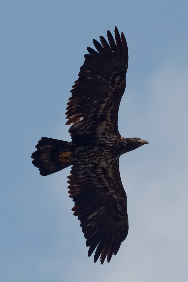 Weißkopf-Seeadler - ML652904174