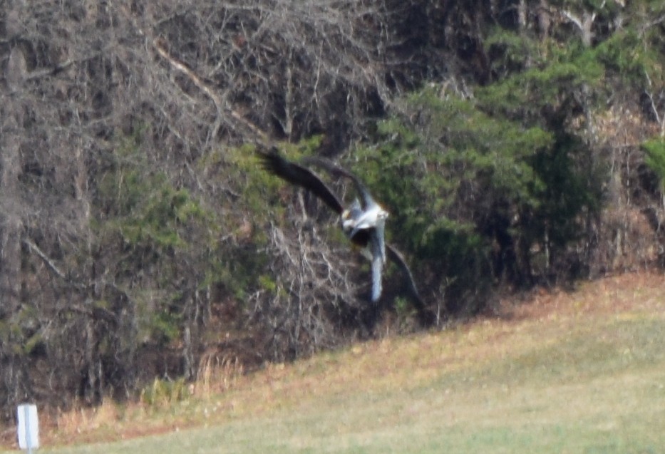 Weißkopf-Seeadler - ML652904179