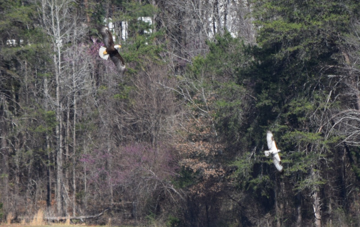 Weißkopf-Seeadler - ML652904180