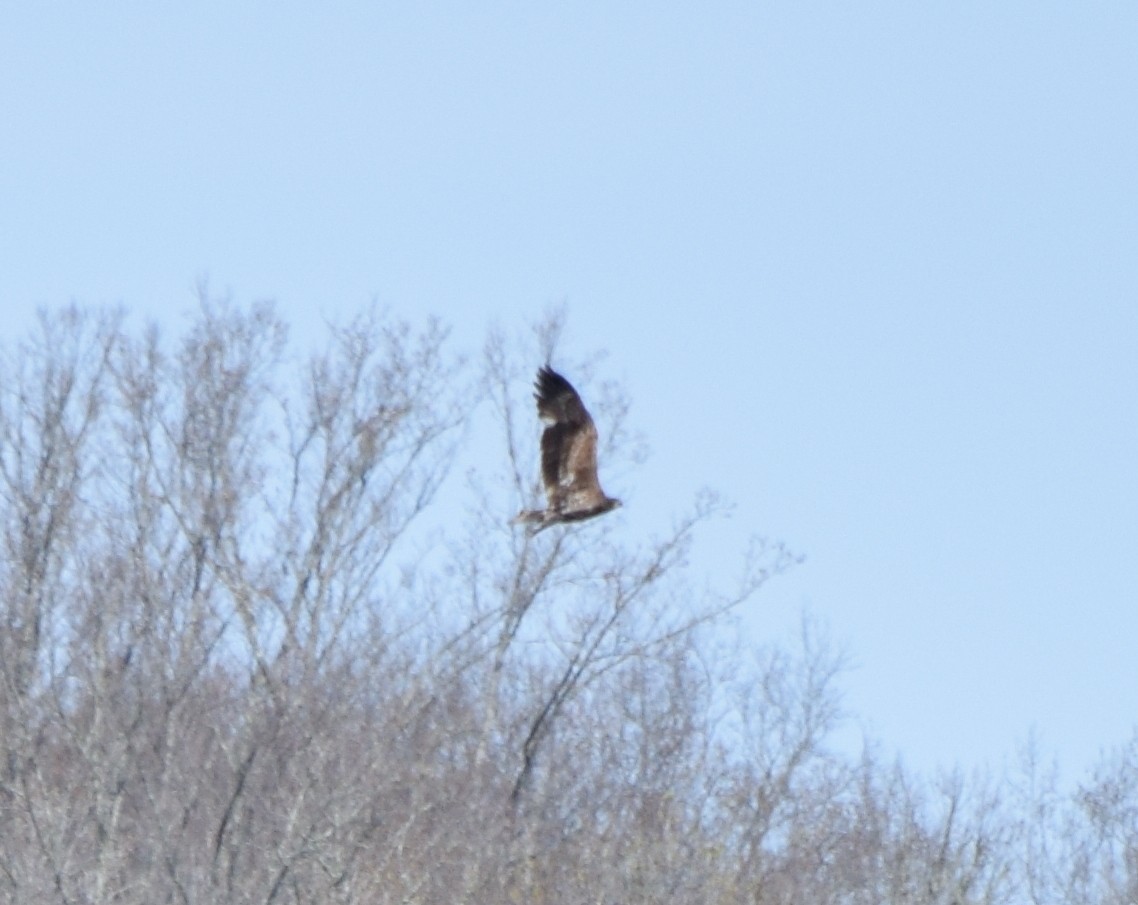 Weißkopf-Seeadler - ML652904214