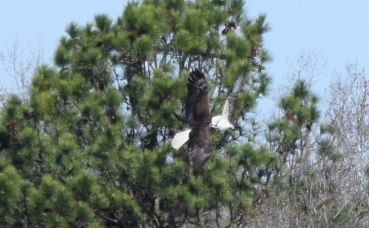Weißkopf-Seeadler - ML652904226