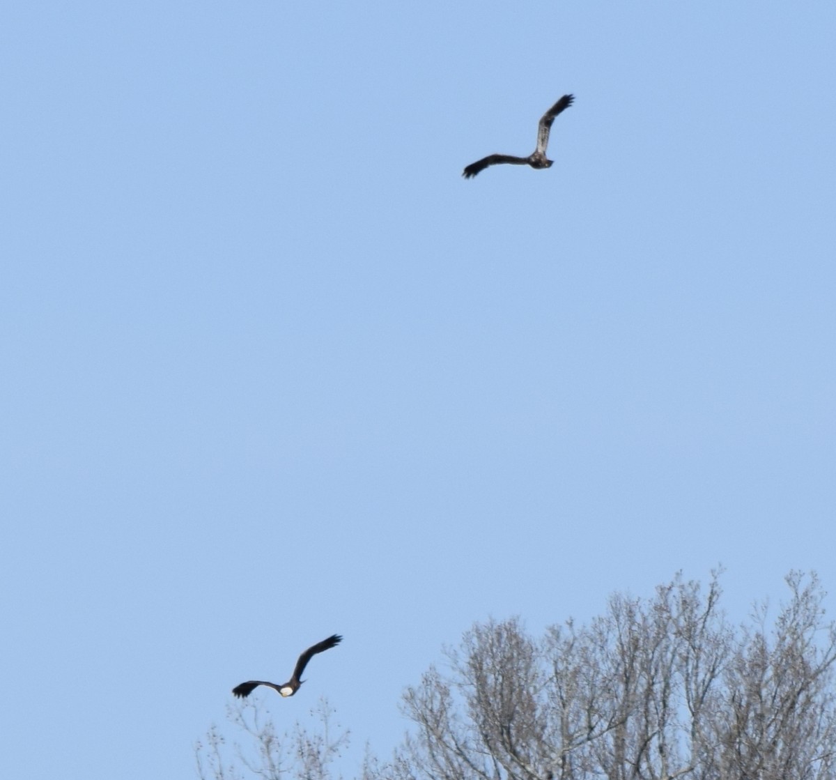 Weißkopf-Seeadler - ML652904268