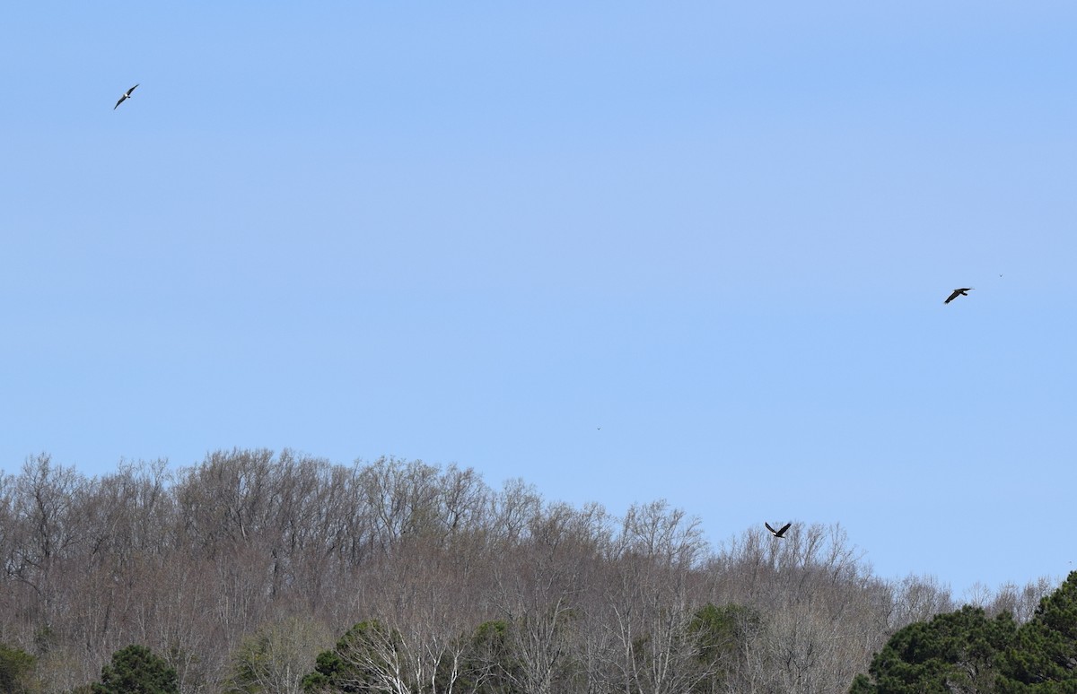 Weißkopf-Seeadler - ML652904269