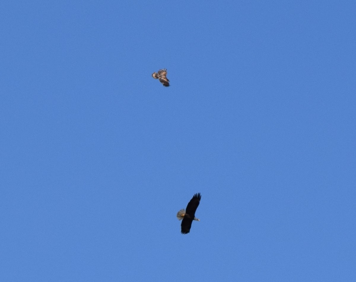 Weißkopf-Seeadler - ML652904284